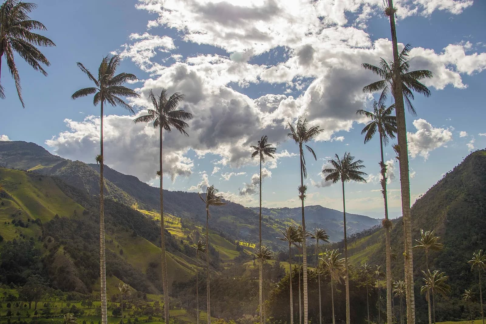Palmas de cera muy altas sobre las montañas verdes del Valle del Cocora, en Salento, Quindío